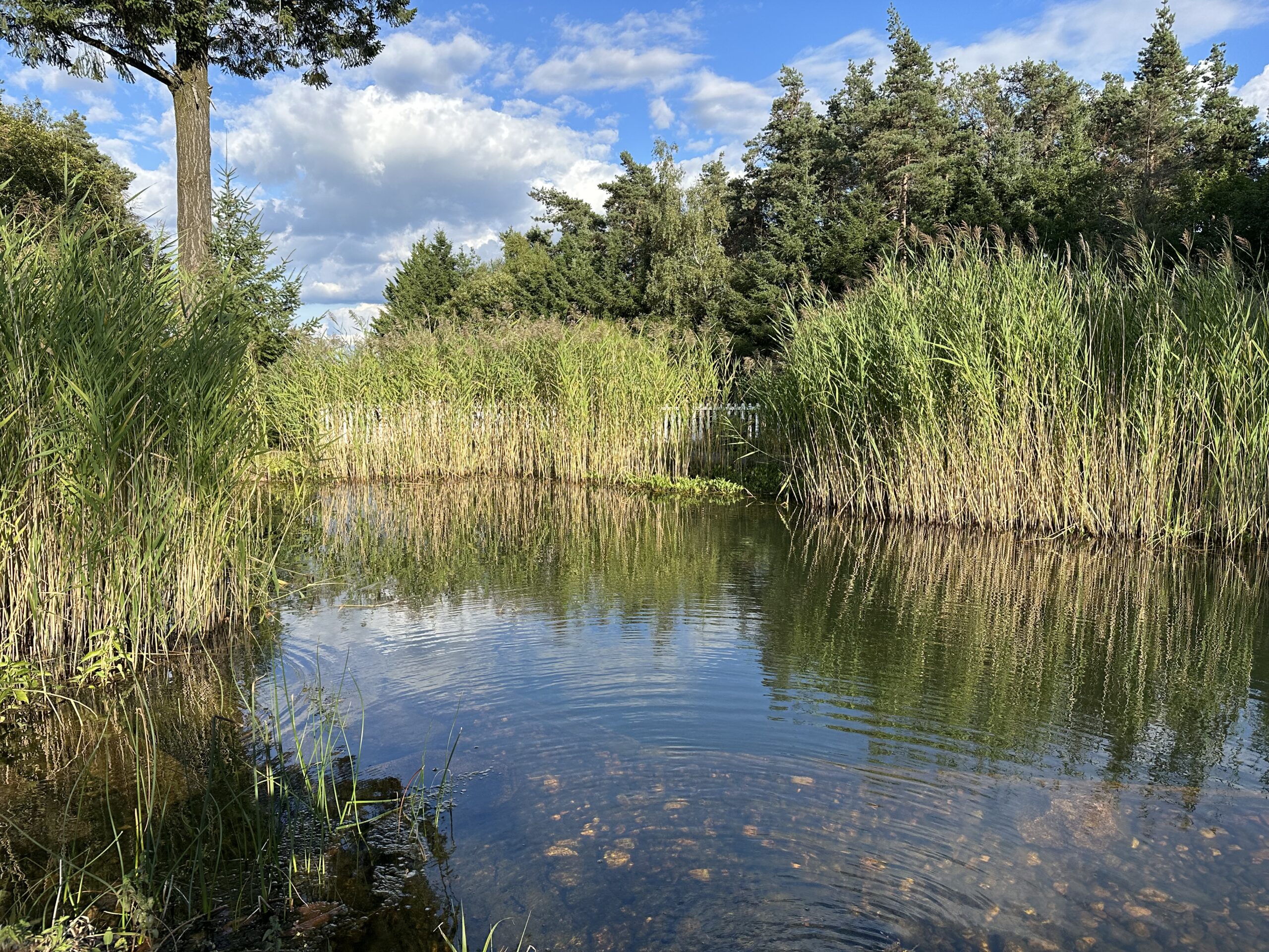 piscine naturelle