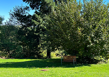 chez sam 0042 sous noisetier