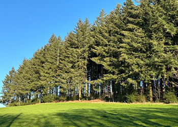 chez sam forêt chez sam forêt